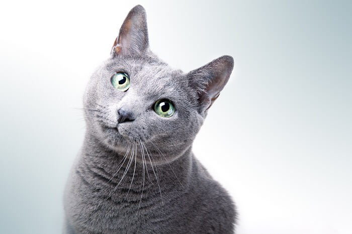 Featured image of Russian Blue Cat