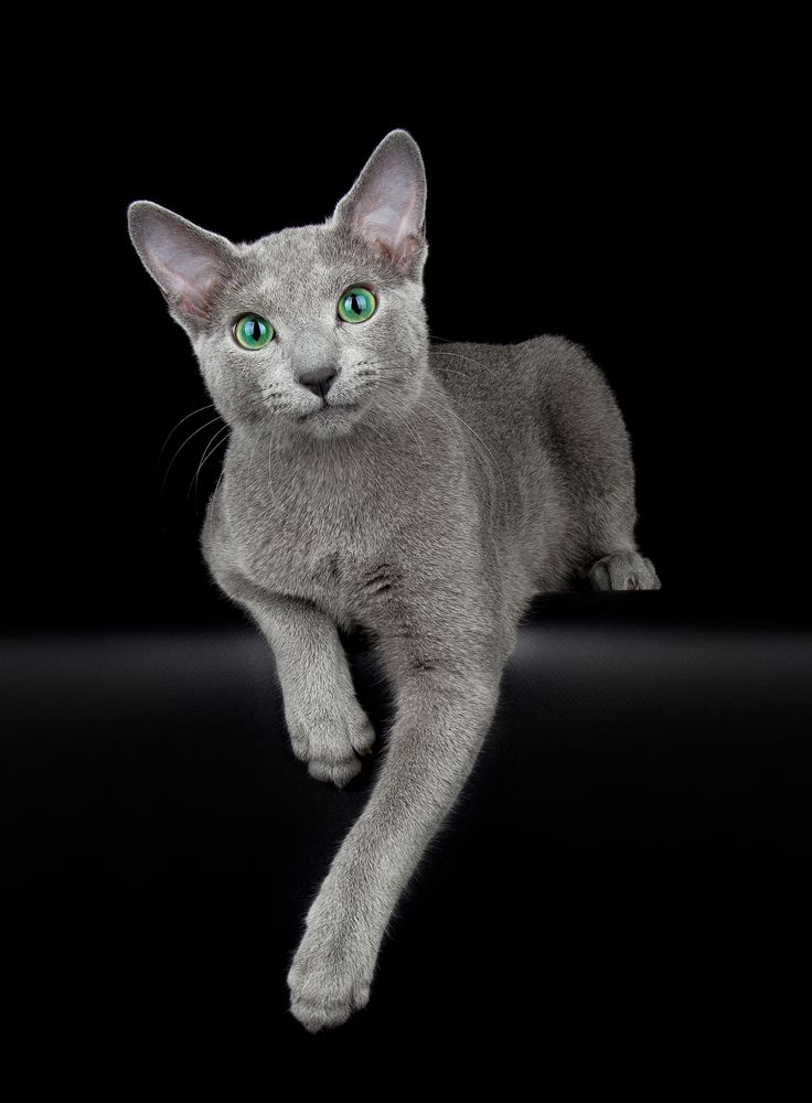 About the Russian Blue Cat