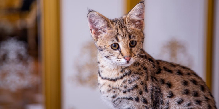 savannah cat full grown