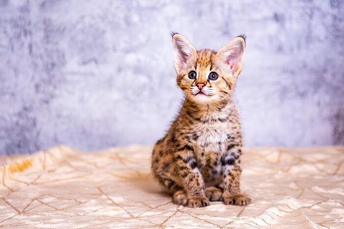 savannah cat kitten