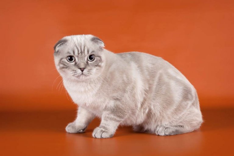 About the Scottish Fold Cat