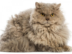 Image of a Selkirk Rex cat, known for its curly coat and distinctive appearance, sitting charmingly and capturing attention with its unique and endearing features.