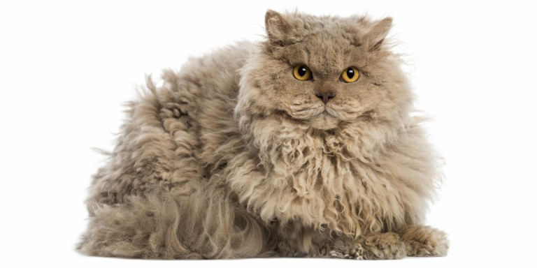 Selkirk Rex