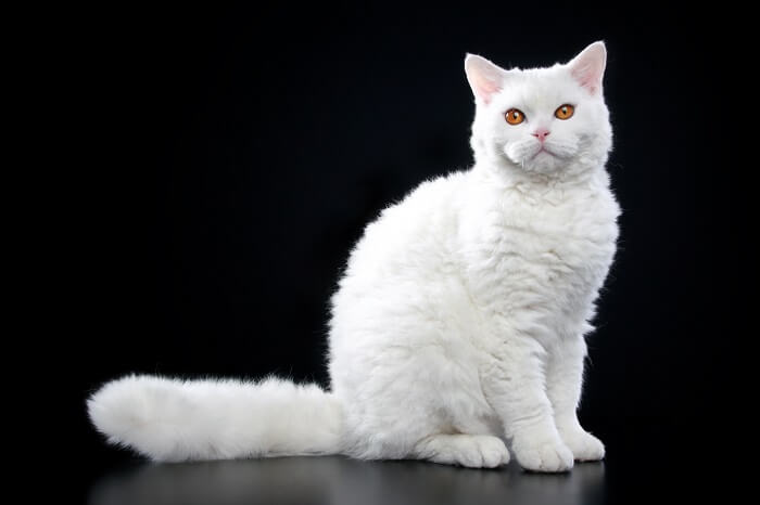 Poodle store cat price