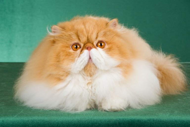 Types of best sale persian cat breeds