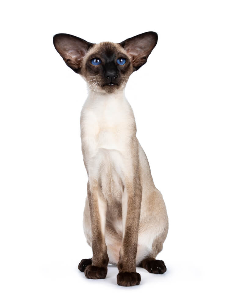 About the Siamese Cat