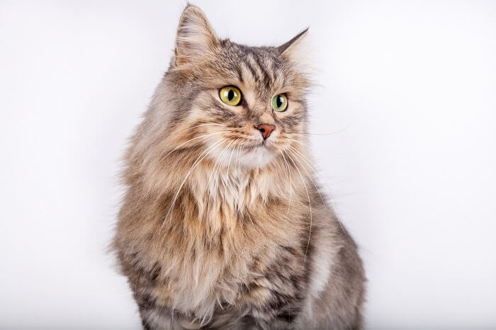 white tabby siberian cat