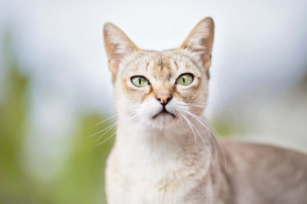 13 Cutest Cat Breeds You Ll Want To Cuddle Cats 13 Cutest Cat Breeds You Ll Want To Cuddle Cats