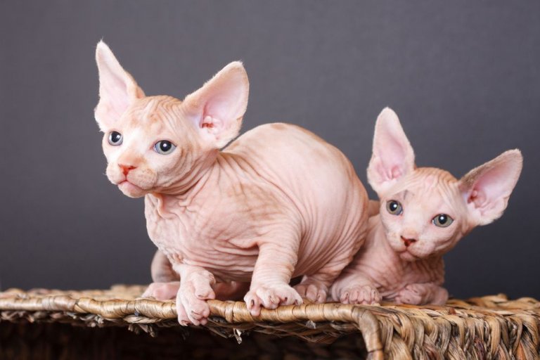 About the Sphynx Cat