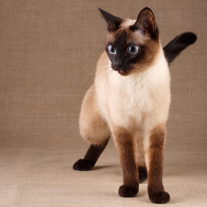 About the Thai / Old Style Siamese Cat