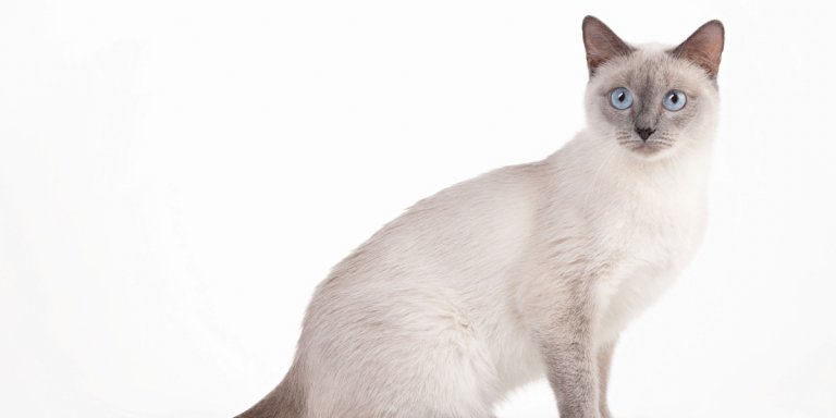 Thai Cat (Old-Style Siamese) Cat History