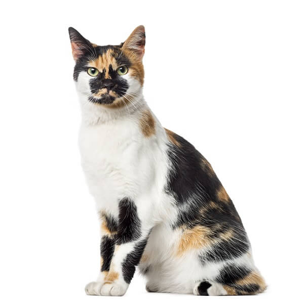 Cat breed with store thumbs