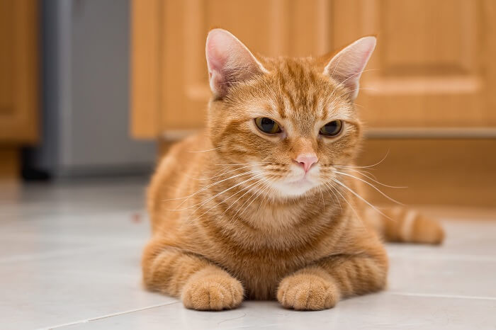 About the American Shorthair Cat