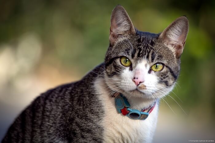 About the American Wirehair Cat