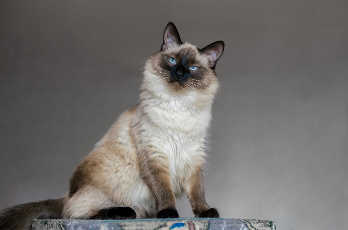 Balinese cat with blue eyes