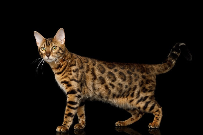 bengal cat full grown