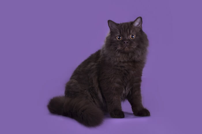 About the British Longhair Cat