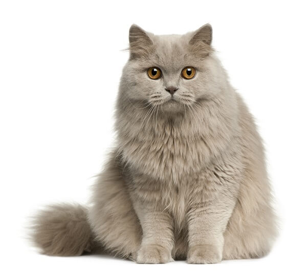 Long haired store blue cat breeds