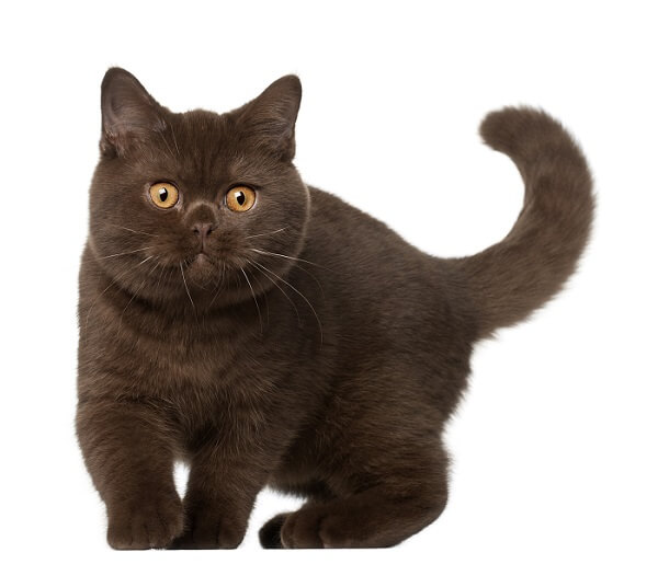 British Shorthair Cat History