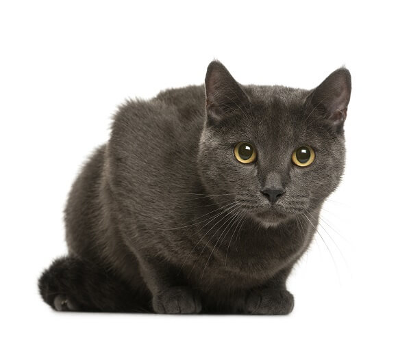 Chartreux 2024 cat characteristics