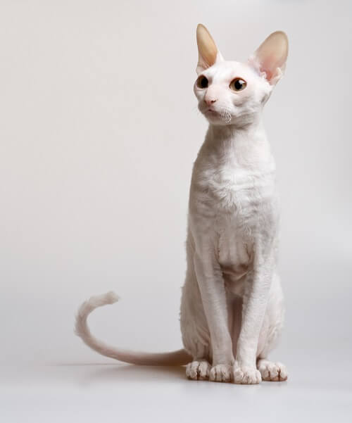 Top 30+ Images how big is a cornish rex cat Superb