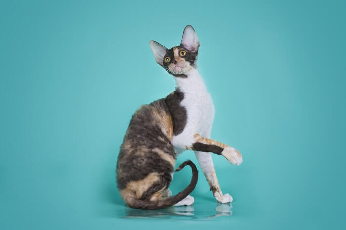 About the Cornish Rex Cat