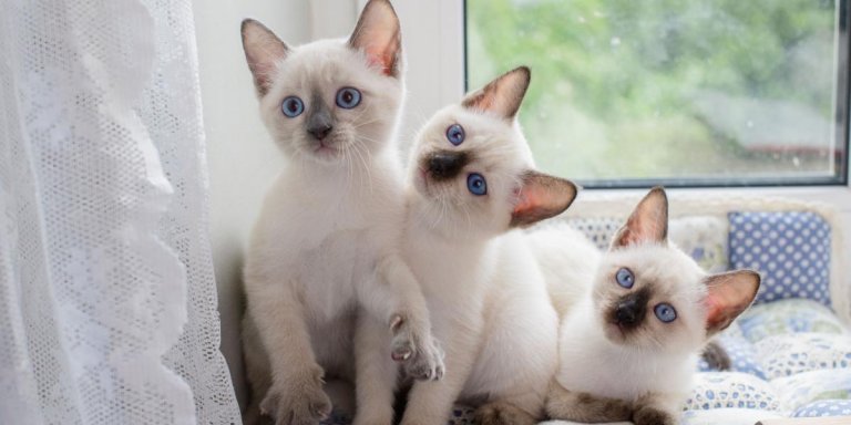 About the Thai Cat (Old-Style Siamese) Cat