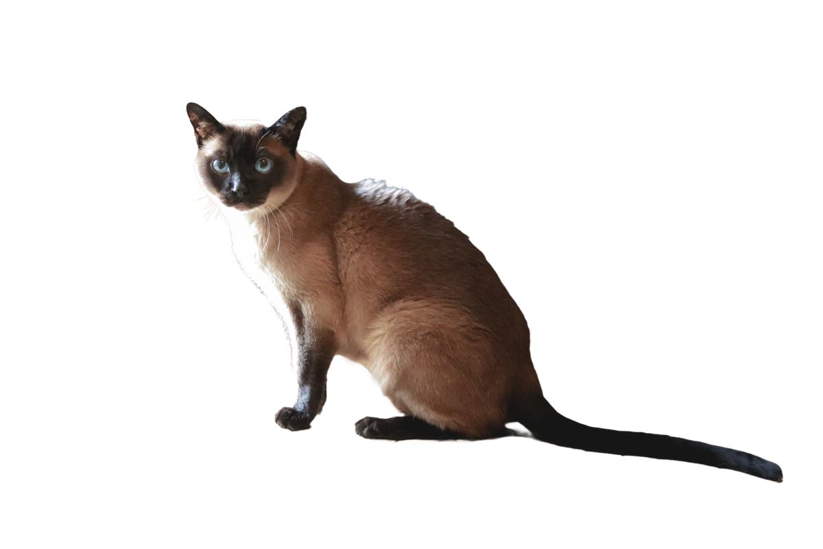 Tonkinese