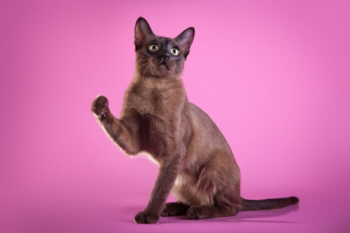 About the Tonkinese Cat