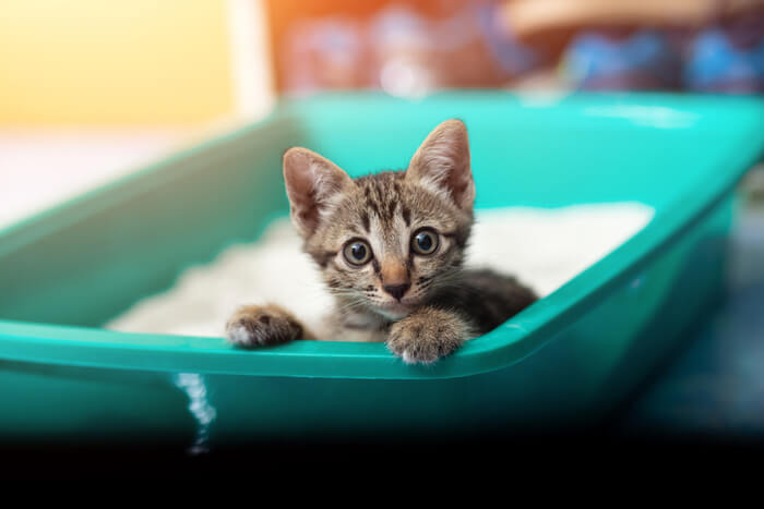 An image featuring a young kitten in a litter box, illustrating the topic of toxoplasmosis and its potential connection to cats. 