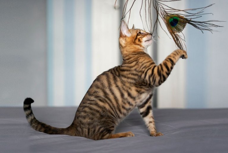 About the Toyger Cat