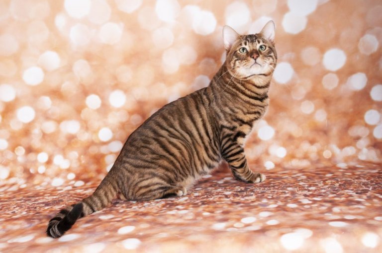 Toyger Cat Care