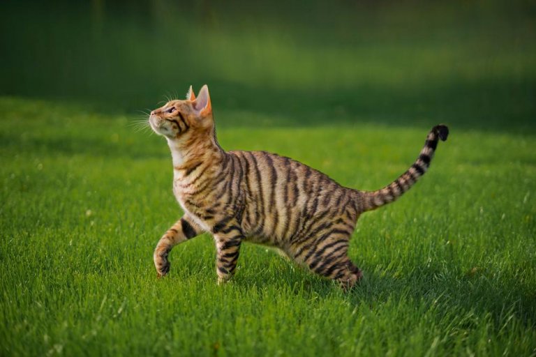 About the Toyger Cat