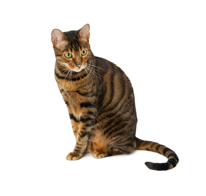 cat breeds with stripes