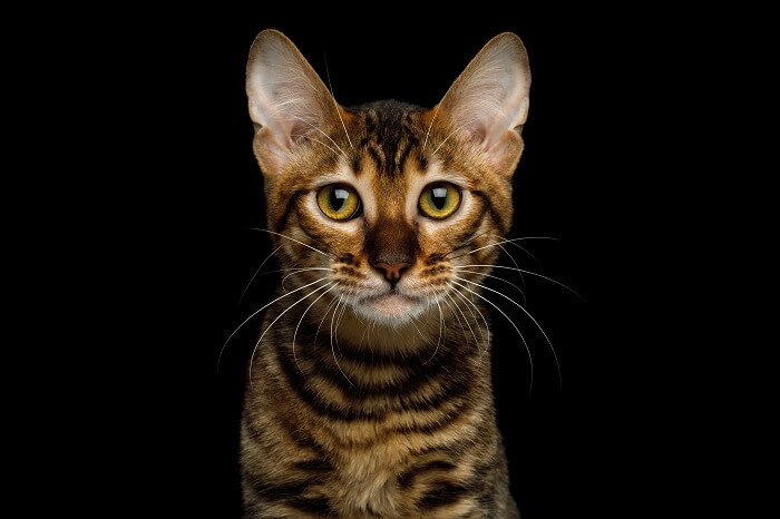 About the Toyger Cat