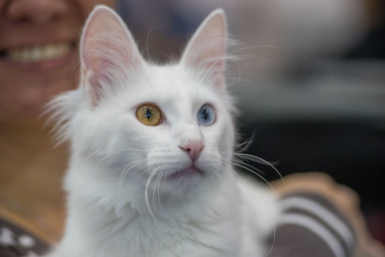 About the Turkish Angora Cat