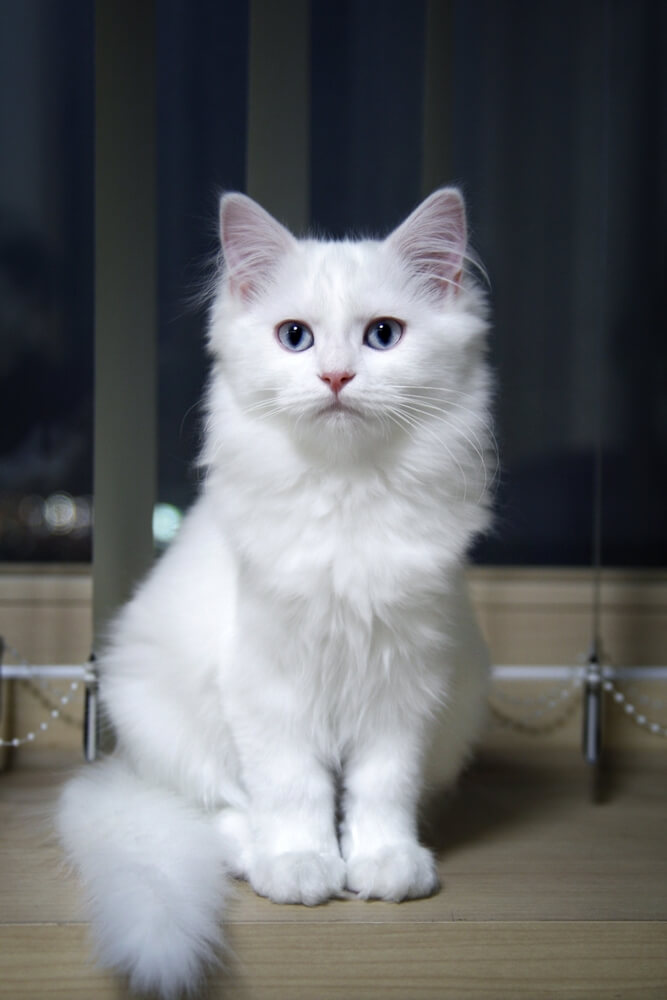 About the Turkish Angora Cat