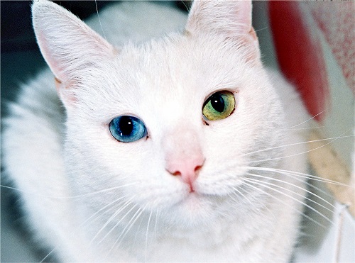 Turkish Angora with blue and green eyes