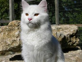 About the Turkish Vankedisi Cat