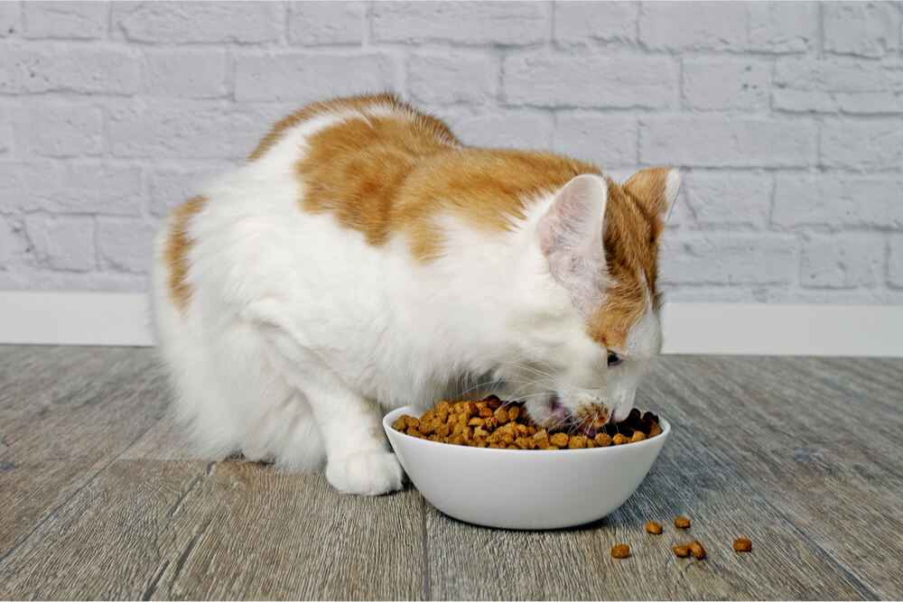 Orange and white cat eating dry food