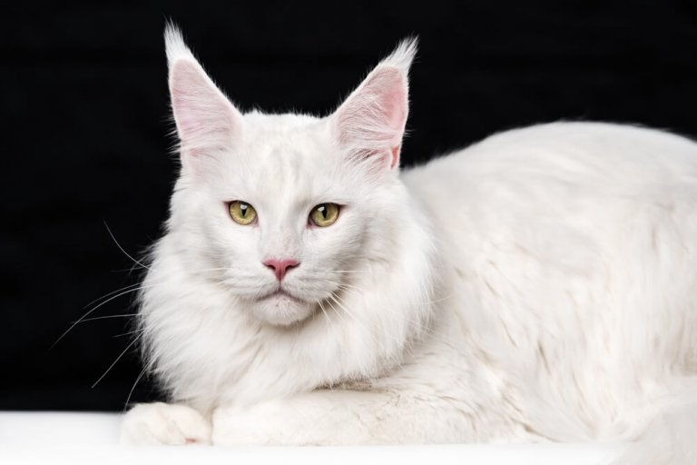 About the Maine Coon Cat