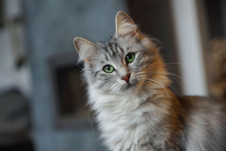About the Norwegian Forest Cat