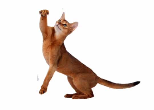 About the Abyssinian Cat