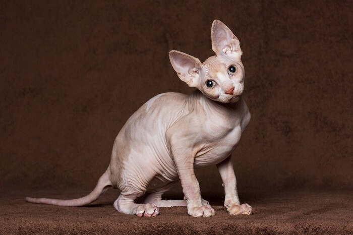 Image of a beautiful Sphynx cat, known for its hairlessness and unique appearance, sitting elegantly and exuding an air of charm and sophistication.