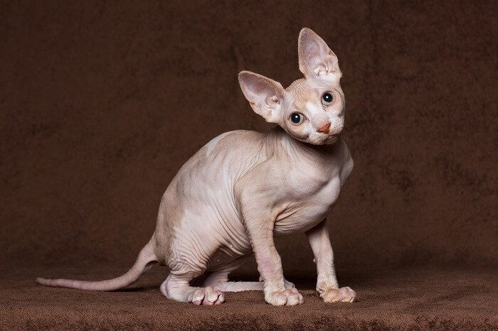 Long eared cat sales breed