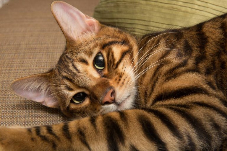 About the Toyger Cat