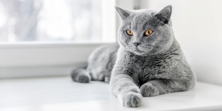 British store shorthair tail