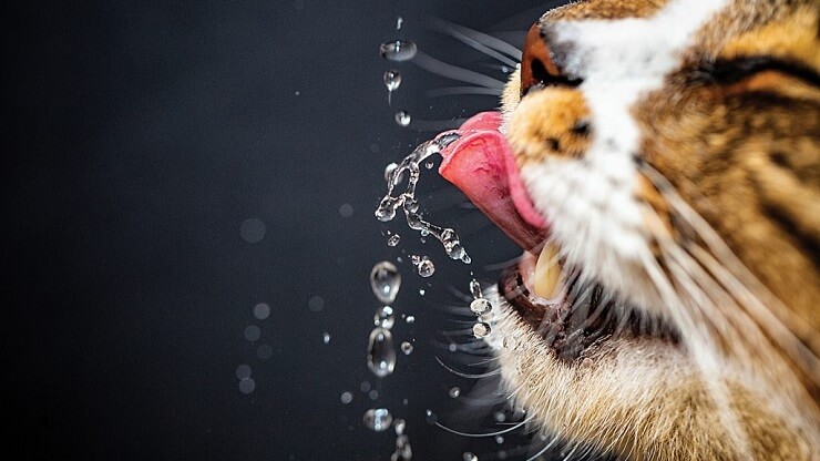 Cómo hacer que un gato beba más agua