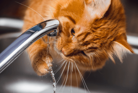 ¿Cuánta agua debe beber un gato?