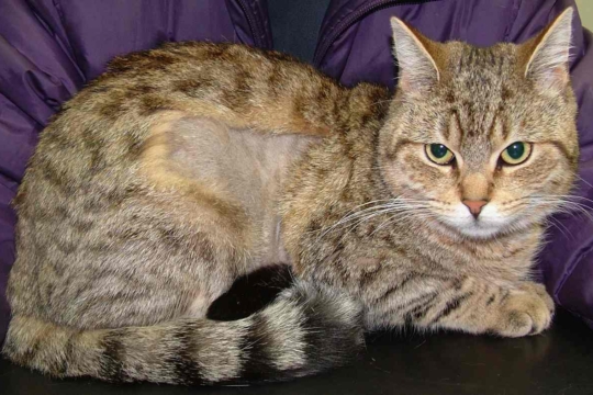 Cat Pulling Hair Out: Causes & Treatment